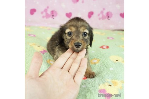 成約済の兵庫県のカニンヘンダックスフンド(ロングヘアード)-248980