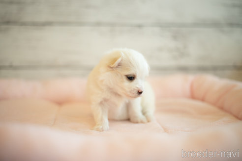 成約済の北海道のミックス犬-249003の4枚目