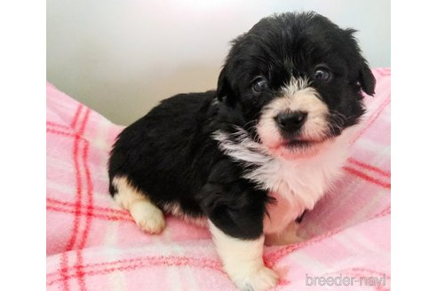成約済の群馬県のミックス犬-249023の1枚目