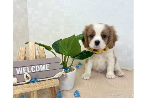 成約済の埼玉県のキャバリアキングチャールズスパニエル-242126の1枚目