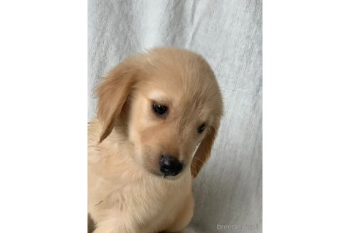 成約済の岡山県のゴールデンレトリーバー-249049の3枚目