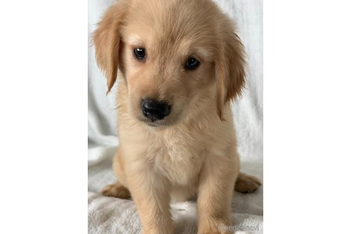 成約済の岡山県のゴールデンレトリーバー-249049の1枚目