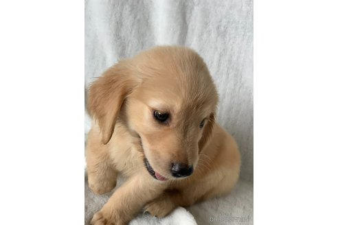 成約済の岡山県のゴールデンレトリーバー-249049の2枚目