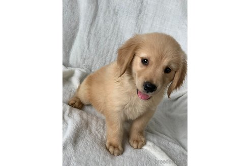 成約済の岡山県のゴールデンレトリーバー-249049の4枚目