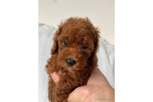 成約済の岡山県のトイプードル-249051の4枚目