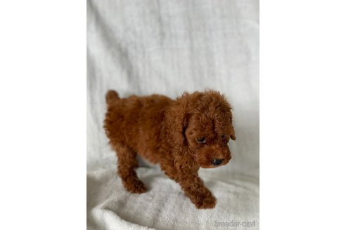 成約済の岡山県のトイプードル-249051の2枚目