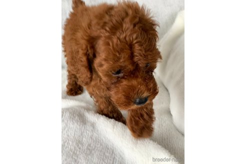 成約済の岡山県のトイプードル-249051の3枚目