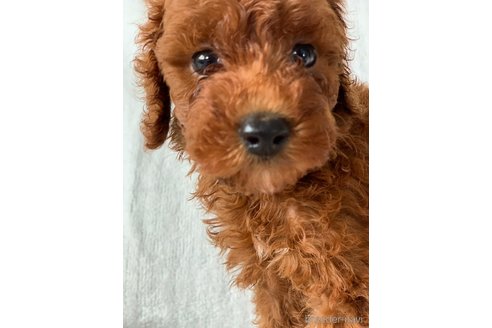 成約済の岡山県のトイプードル-249051