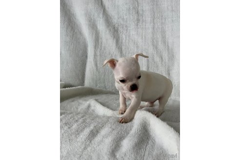 成約済の岡山県のチワワ(スムースコート)-249052の2枚目