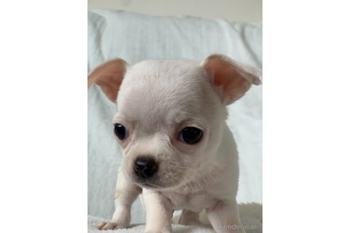 成約済の岡山県のチワワ(スムースコート)-249052