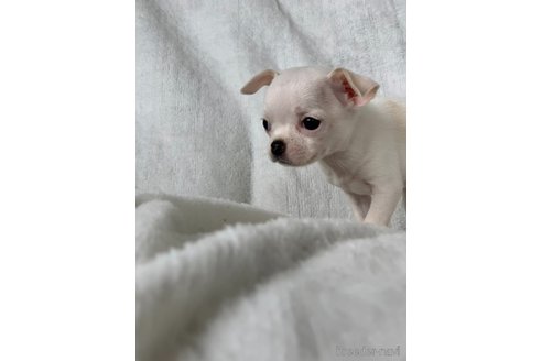 成約済の岡山県のチワワ(スムースコート)-249052の3枚目