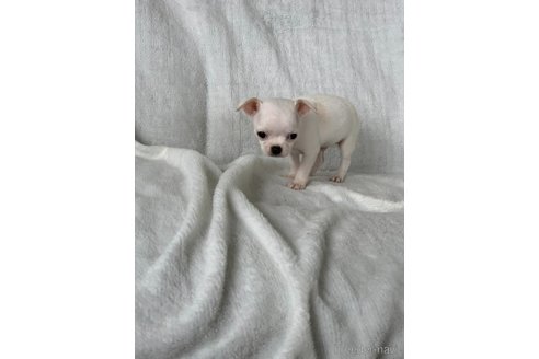 成約済の岡山県のチワワ(スムースコート)-249052の4枚目