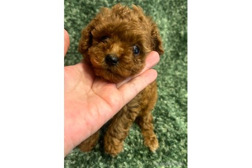 成約済の愛媛県のティーカッププードル-247601の14枚目