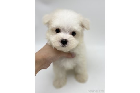 成約済の愛知県のマルチーズ-247478の5枚目