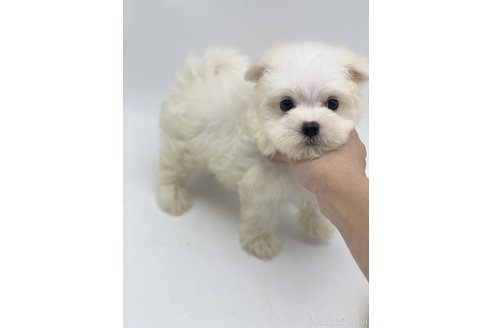 成約済の愛知県のマルチーズ-247478の4枚目