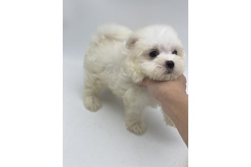 成約済の愛知県のマルチーズ-247478の3枚目