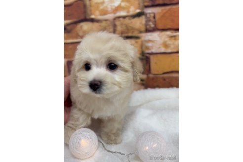 成約済の福岡県のマルプー:マルチーズ×トイプードル-246304の6枚目