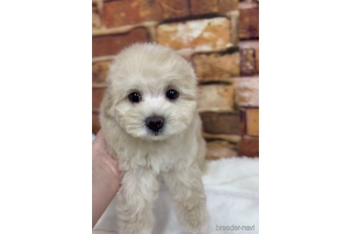 成約済の福岡県のマルプー:マルチーズ×トイプードル-246304の7枚目