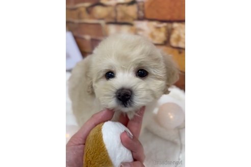 成約済の福岡県のマルプー:マルチーズ×トイプードル-246304の8枚目