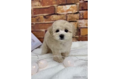 成約済の福岡県のマルプー:マルチーズ×トイプードル-246304の5枚目