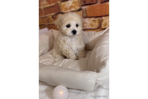 成約済の福岡県のマルプー:マルチーズ×トイプードル-246313の2枚目