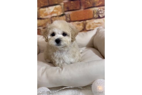 成約済の福岡県のマルプー:マルチーズ×トイプードル-246313の3枚目