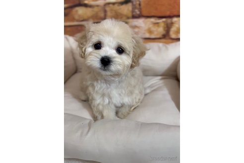 成約済の福岡県のマルプー:マルチーズ×トイプードル-246313の4枚目