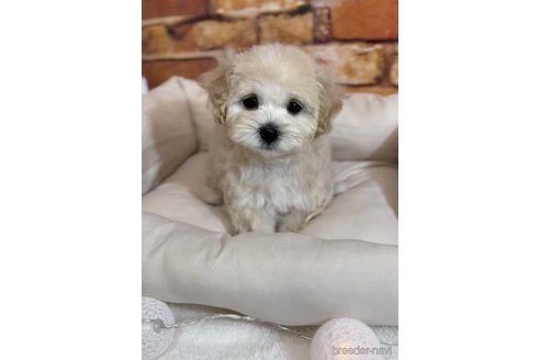 成約済の福岡県のマルプー:マルチーズ×トイプードル-246313の5枚目