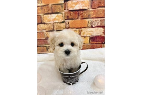 成約済の福岡県のマルプー:マルチーズ×トイプードル-246313の1枚目