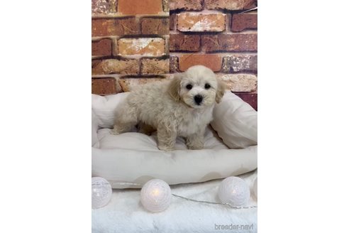 成約済の福岡県のマルプー:マルチーズ×トイプードル-246316の7枚目