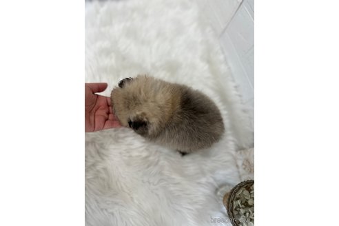 成約済の愛媛県のポメラニアン-245831の3枚目