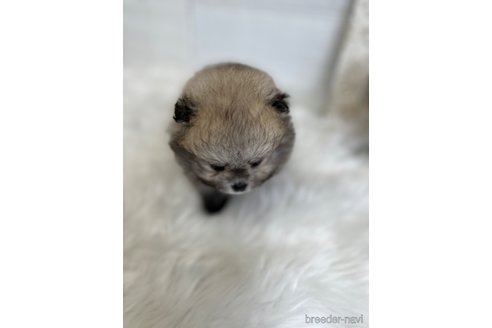 成約済の愛媛県のポメラニアン-245831の5枚目
