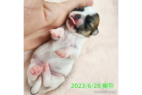 成約済の東京都のチワワ(ロングコート)-249117の44枚目