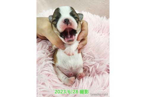 成約済の東京都のチワワ(ロングコート)-249117の43枚目