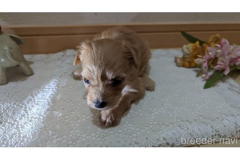 成約済の広島県のチワプー:チワワ×トイプードル-246604の164枚目