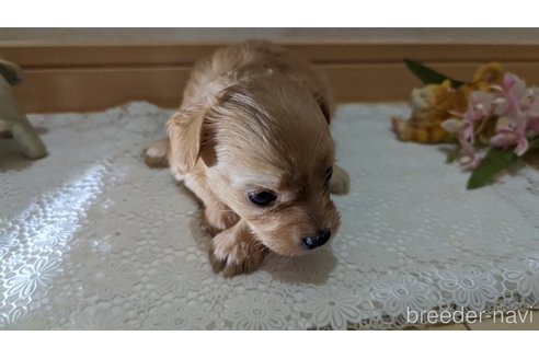 成約済の広島県のチワプー:チワワ×トイプードル-246604の162枚目