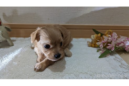 成約済の広島県のチワプー:チワワ×トイプードル-246604の159枚目