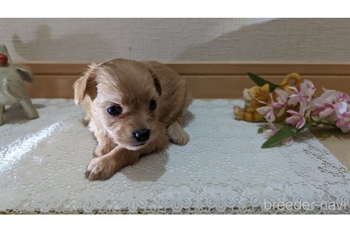 成約済の広島県のチワプー:チワワ×トイプードル-246604の158枚目