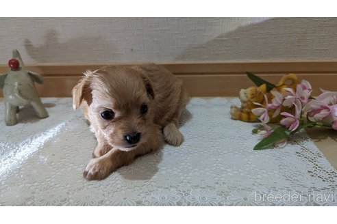 成約済の広島県のチワプー:チワワ×トイプードル-246604の157枚目