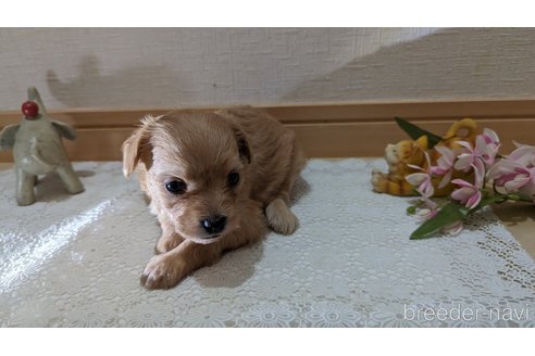 成約済の広島県のチワプー:チワワ×トイプードル-246604の156枚目