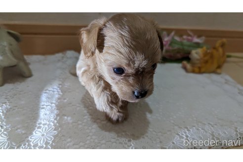 成約済の広島県のチワプー:チワワ×トイプードル-246607の102枚目