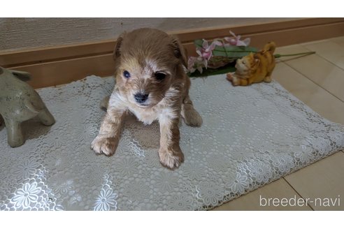 成約済の広島県のチワプー:チワワ×トイプードル-246607の100枚目