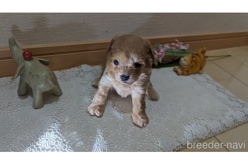 成約済の広島県のチワプー:チワワ×トイプードル-246607の99枚目