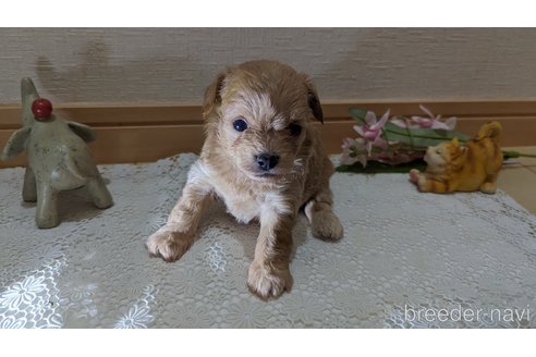 成約済の広島県のチワプー:チワワ×トイプードル-246607の95枚目