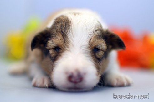 成約済の埼玉県のシェットランドシープドッグ(シェルティ)-249125の1枚目