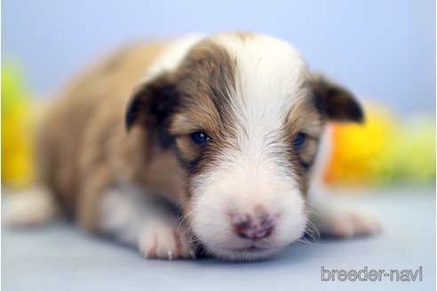 成約済の埼玉県のシェットランドシープドッグ(シェルティ)-249125の5枚目