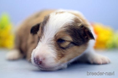 成約済の埼玉県のシェットランドシープドッグ(シェルティ)-249125の4枚目