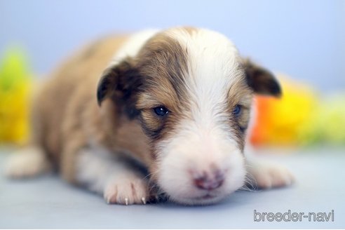 成約済の埼玉県のシェットランドシープドッグ(シェルティ)-249125の3枚目