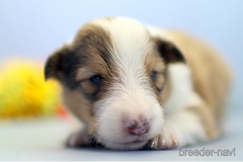 成約済の埼玉県のシェットランドシープドッグ(シェルティ)-249125の2枚目