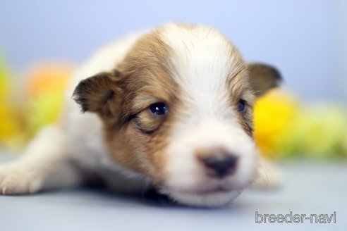 成約済の埼玉県のシェットランドシープドッグ(シェルティ)-249127の1枚目